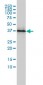 PSMD7 Antibody (monoclonal) (M01)